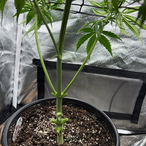 Green Crack Auto growlog timeline photo