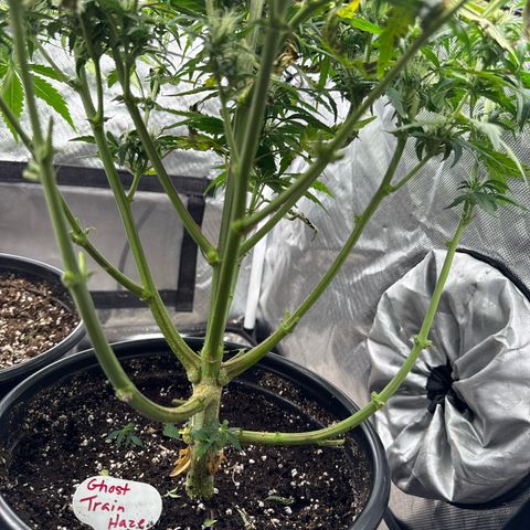 Ghost Train Haze  growlog timeline photo