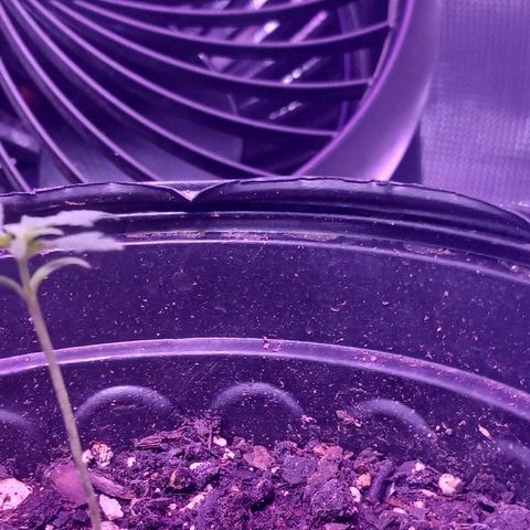 Durbin sunrise  growlog photo: 14 days old at 12:50 pm