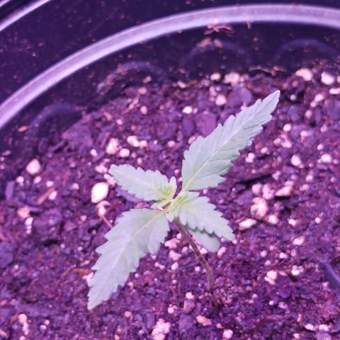 Durbin sunrise  growlog photo: Day 13