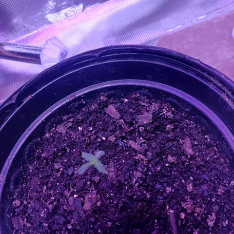 Durbin sunrise  growlog photo: Day 6