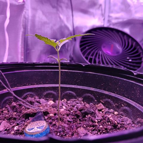 Durbin sunrise  growlog photo: Day 17 6pm still damp soil