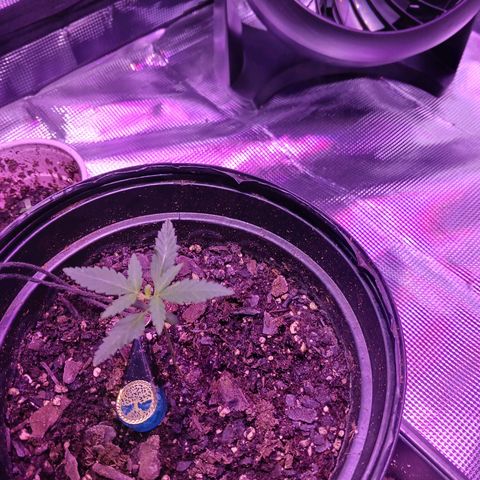 Durbin sunrise  growlog photo: Day 17 6pm still damp soil