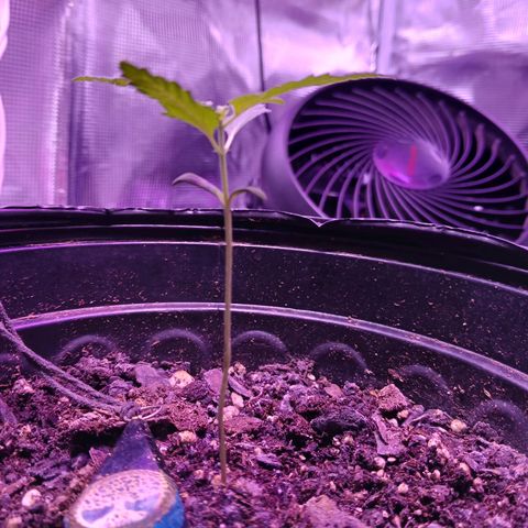 Durbin sunrise  growlog photo: Day 17 6pm still damp soil