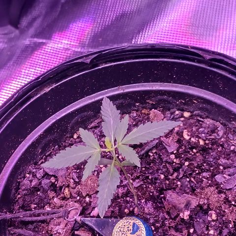 Durbin sunrise  growlog timeline photo