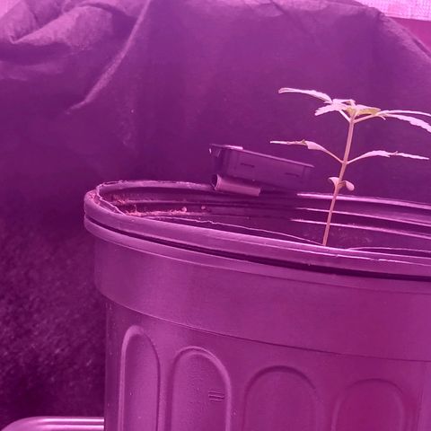 Durbin sunrise  growlog photo: 3 weeks old today. Added more dirt 