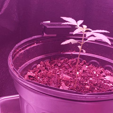 Durbin sunrise  growlog photo: 3 weeks old today. Added more dirt 