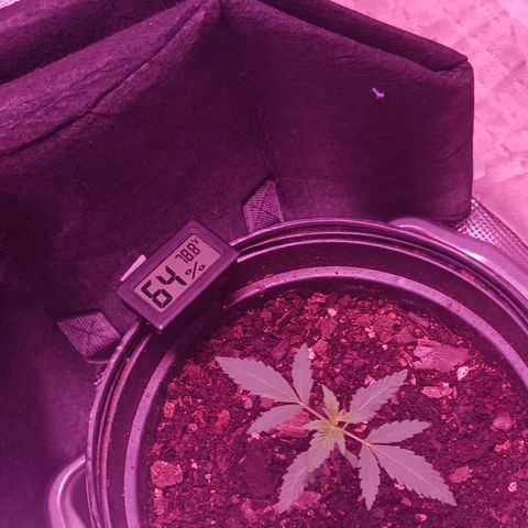 Durbin sunrise  growlog photo: 3 weeks old today. Added more dirt 