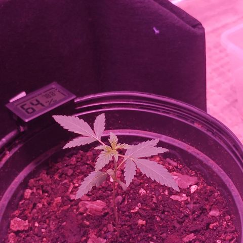 Durbin sunrise  growlog photo: 3 weeks old today. Added more dirt 