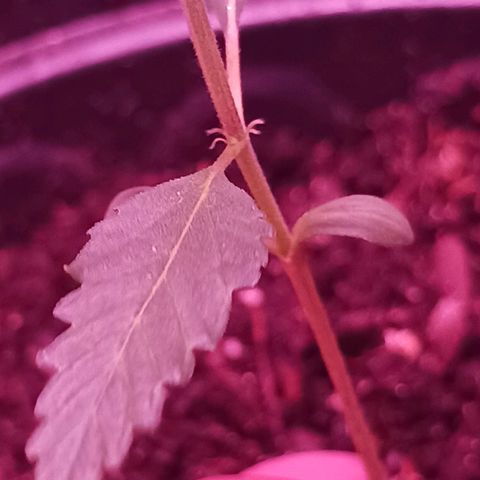 Durbin sunrise  growlog photo: 3 weeks old today. Added more dirt 