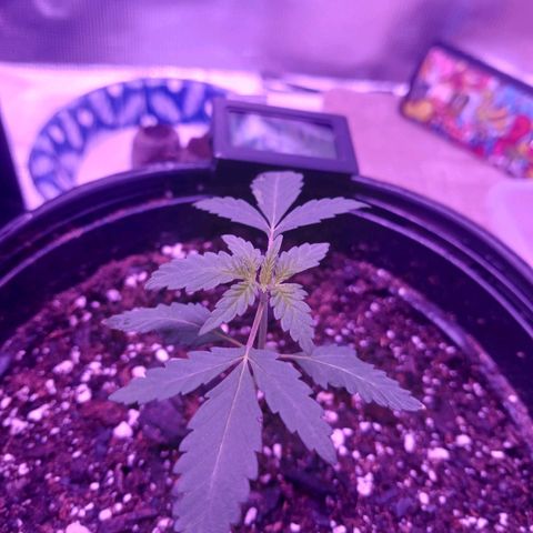 Durbin sunrise  growlog photo: 20 days since sprout.  