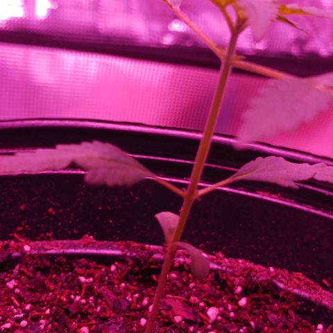 Durbin sunrise  growlog timeline photo
