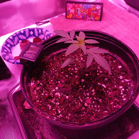 Durbin sunrise  growlog timeline photo