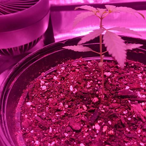 Durbin sunrise  growlog timeline photo