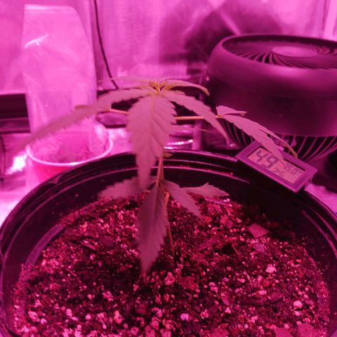 Durbin sunrise  growlog photo: I think I gave her too much h water looking drooping