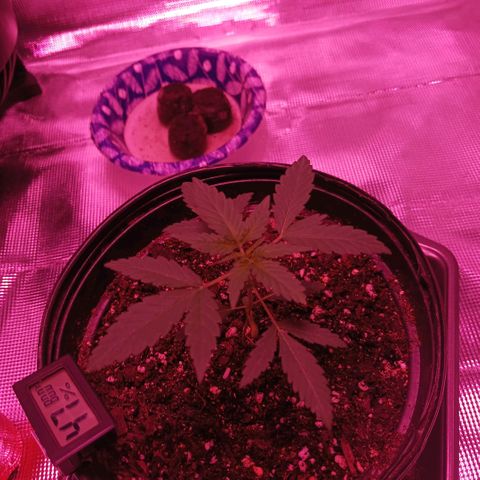 Durbin sunrise  growlog photo: I think I gave her too much h water looking drooping