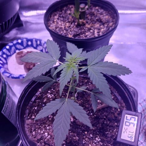 Durbin sunrise  growlog photo: Day 28 after popping