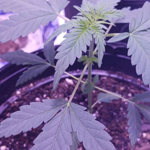 Durbin sunrise  growlog photo: Day 28 after popping