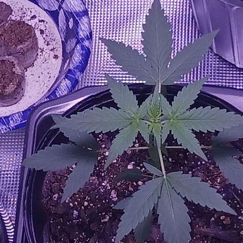 Durbin sunrise  growlog photo: Looking beautiful 😍!! 1st plant 1stauto ever did. About 5-6 weeks old from sprout..