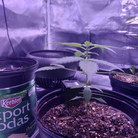 Durbin sunrise  growlog timeline photo