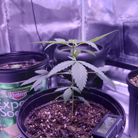 Durbin sunrise  growlog photo: 7:20am Wednesday 73 degrees 