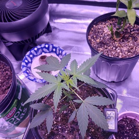Durbin sunrise  growlog photo: 7:20am Wednesday 73 degrees 