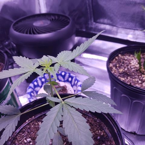 Durbin sunrise  growlog photo: 7:20am Wednesday 73 degrees 