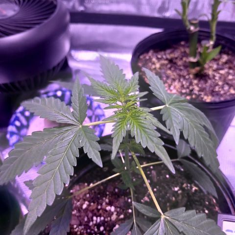 Durbin sunrise  growlog photo: Trimmed the bottom single leafs of todat