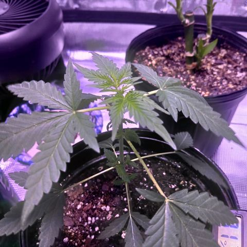 Durbin sunrise  growlog photo: Trimmed the bottom single leafs of todat