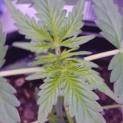Durbin sunrise  growlog photo: Trimmed the bottom single leafs of todat
