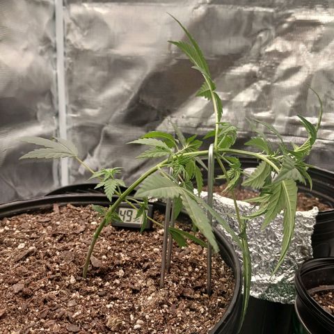 Durbin sunrise  growlog photo: Started low stress training today. Transplanted into 4 gallon pot yesterday.  Feed her happyfrog and stumptea with plant hormones from busybee