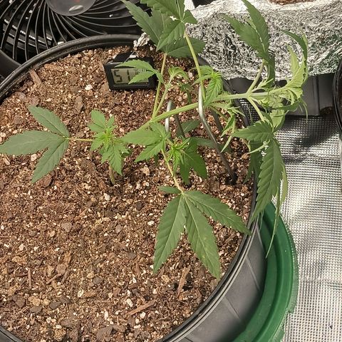 Durbin sunrise  growlog photo: Started low stress training today. Transplanted into 4 gallon pot yesterday.  Feed her happyfrog and stumptea with plant hormones from busybee