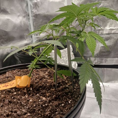 Durbin sunrise  growlog timeline photo