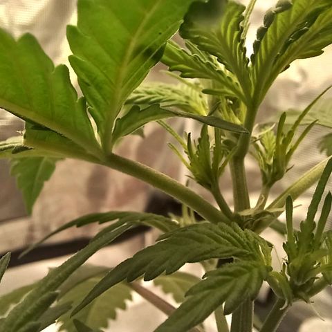 Durbin sunrise  growlog timeline photo