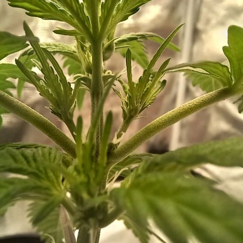 Durbin sunrise  growlog timeline photo