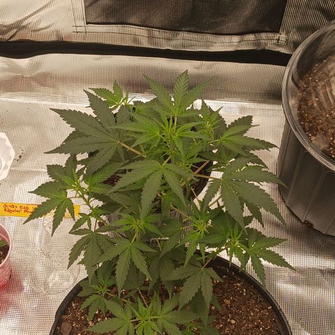 Durbin sunrise  growlog timeline photo