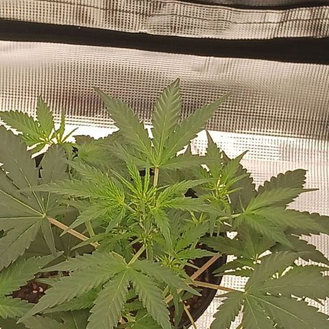 Durbin sunrise  growlog timeline photo