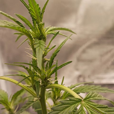Durbin sunrise  growlog photo: Added malassis