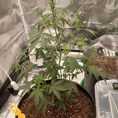 Durbin sunrise  growlog photo: Added malassis