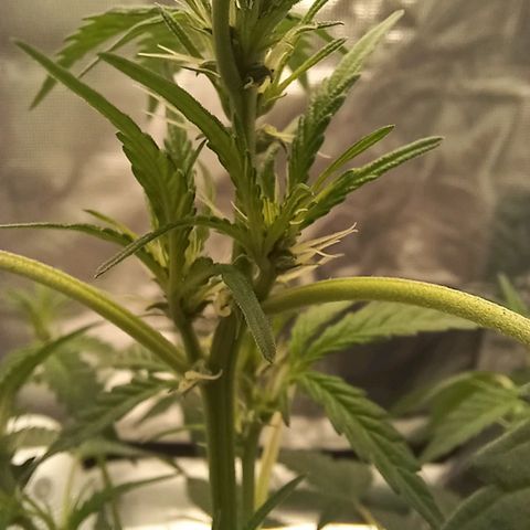 Durbin sunrise  growlog photo: Added malassis