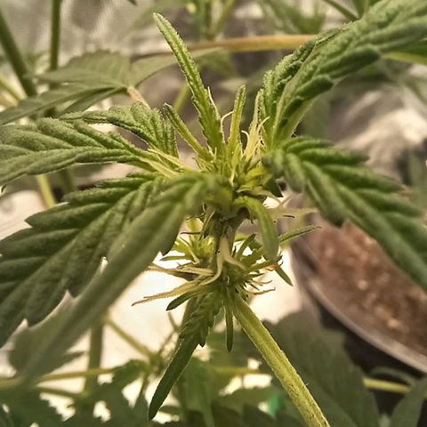 Durbin sunrise  growlog photo: Added malassis
