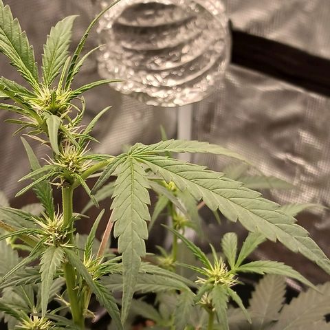 Durbin sunrise  growlog photo: 7 am