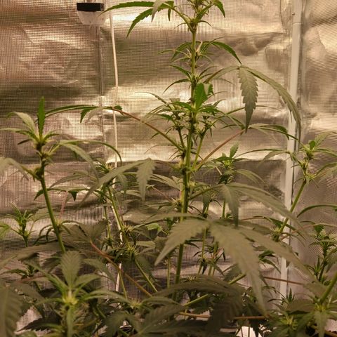 Durbin sunrise  growlog photo: 7 am