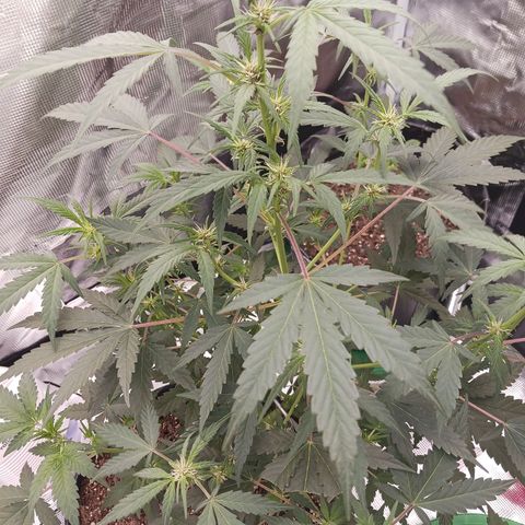 Durbin sunrise  growlog photo: 7 am