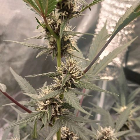 Durbin sunrise  growlog timeline photo