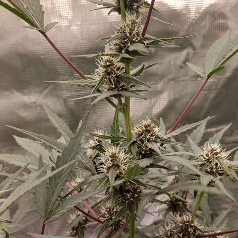 Durbin sunrise  growlog timeline photo