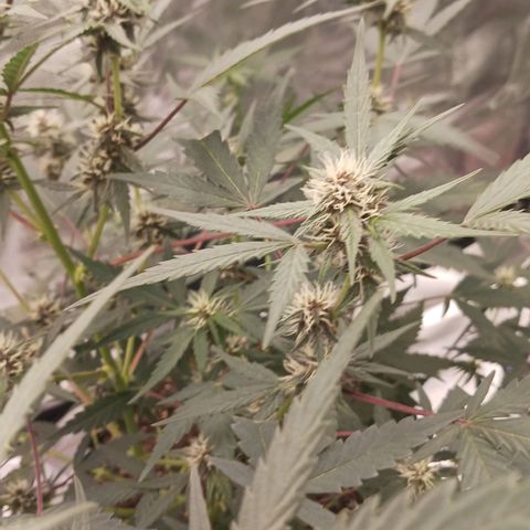 Durbin sunrise  growlog timeline photo