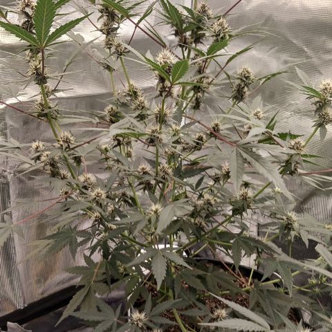 Durbin sunrise  growlog timeline photo