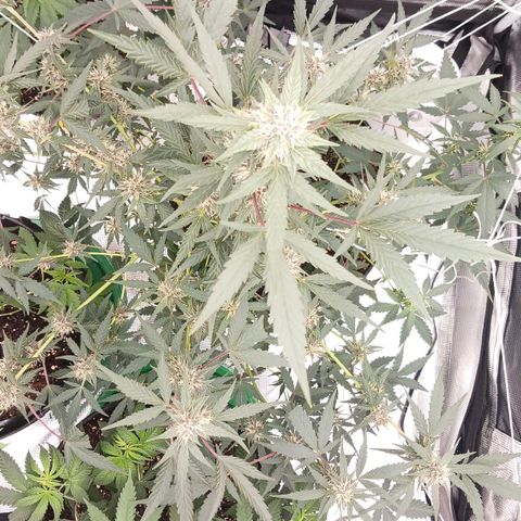 Durbin sunrise  growlog photo: Pics ate a few days apart some a week or so