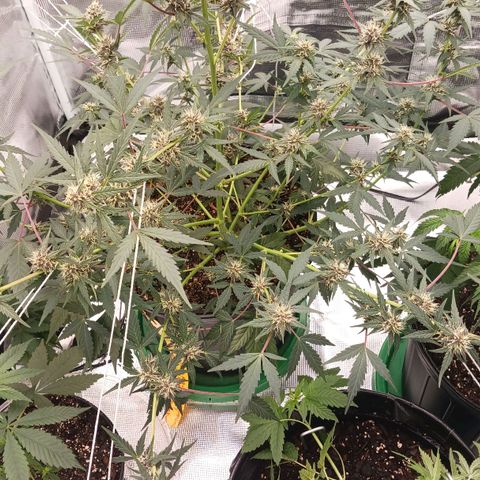 Durbin sunrise  growlog photo: Pics ate a few days apart some a week or so